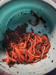 Image result for Red Wigglers