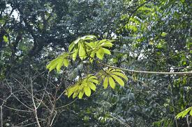 Image result for Musanga leo-errerae