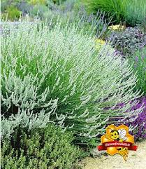 Lavendel Hecke Blau 9 Pflanzen Gunstig Online Kaufen Mein Schoner Garten Shop Lavendel Pflanzen Pflanzen Lavendel