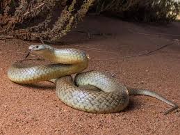 Find out all about dugite 📙: Perth Snake Experts Warn Residents To Prepare For Busy Season Perthnow