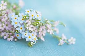 Maybe you would like to learn more about one of these? Forget Me Not And Wild Thyme Flowers Iphone 12 Case For Sale By Isabelle Lafrance Photography
