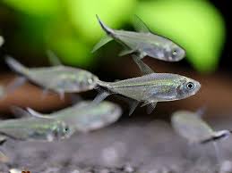 Image result for Tetracera masuiana