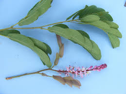 Image result for Cryptosepalum maraviense