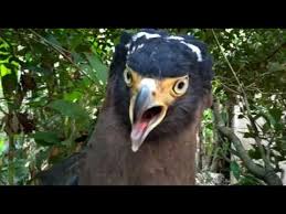 Gambar burung garuda asli hidup poster gambar di rebanas sumber : Video Penapakan Burung Garuda Lambang Negara Ri Youtube