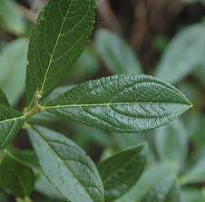 Image result for Laurembergia tetrandra