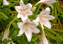 Image result for Crinum harmsii