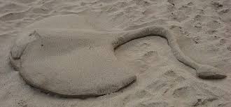 Img 0683x Sand Sting Ray Sand Art Sand Sculptures Beach Sand Art