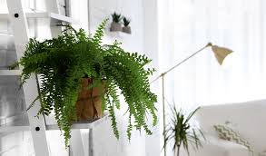 Pensez � la sortir en ext�rieur entre ao�t et septembre. Entretien D Une Fougere D Interieur Jardiland