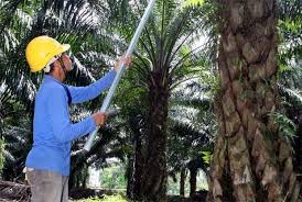 Ministry of plantation industries and commodities (mpic) no. Plantation Stocks Now Absurdly Cheap The Star
