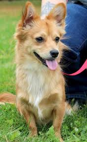 Chigi the chigi is a cross of the corgi (either) and the chihuahua. Pomeranian Chihuahua Mix Red Novocom Top