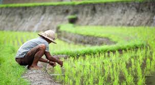 Bagi tanaman pertanian, kacukan baka padi membolehkan padi ditanam tiga musim setahun dengan menghasilkan tuaian yang lebih banyak dan berkualiti. 5 Teknologi Andalan Yang Bantu Industri Pertanian Indonesia Okezone Economy