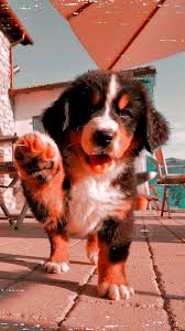 Puppy Puppy New In 2020 Cute Puppy Wallpaper Animals Cute Animals