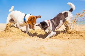 Above of jack russel digging dog hole in backyard, outdoors. Why Is My Jack Russel Digging How To Stop Digging