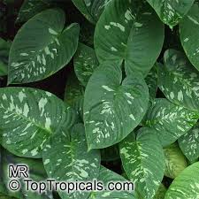 Schismatoglottis Calyptrata Schismatoglottis Neoguineensis Dukaruk Plants Amazing Gardens Plant Leaves