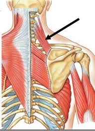 Pin On Anatomy