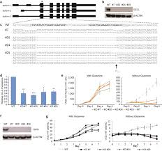 Transfection of cells with the. A Human Expression System Based On Hek293 For The Stable Production Of Recombinant Erythropoietin Scientific Reports