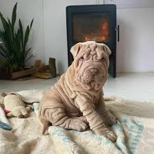 How much does a shar pei puppy cost? This Shar Pei Is Tricking People On The Internet Into Thinking He S A Scrunched Up Blanket 53 Pics Bored Panda
