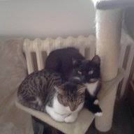 Sie heißen lea und mia, und sind wirklich 2 ganz süße. Meine Katze Pinkelt Auf Den Boden