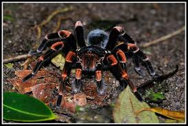 Foto Rotknievogelspinne Costa Rica Santa Elena Geo Reisecommunity Vogelspinnen Spinne Nachtaktive Tiere