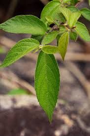 Image result for Acalypha chirindica