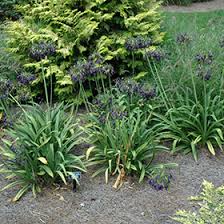 Image result for Agapanthus inapertus