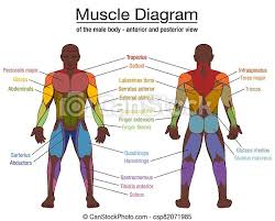 In the muscular system, muscle tissue is categorized into three distinct types: Muscle Diagram Black Man Male Body Names Muscle Diagram Most Important Muscles Of An Athletic Black Man Anterior And Canstock