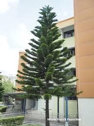 Image result for Araucaria columnaris