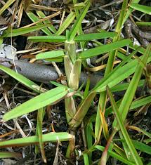 Image result for Stenotaphrum