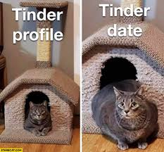 Tinder Profile Vs Tinder Date Fat Cat Starecat Com