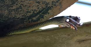 Image result for Hypericophyllum compositarum