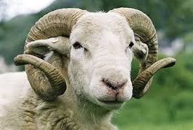 زولا كرم Google Animals Goats Lamb