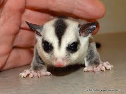 Pin By Becky Greening On Adorable Sugar Gliders Sugar Glider Gliders My Little Baby