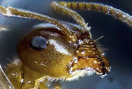 the creepy bugs that live in your house