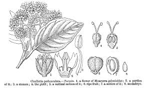 Image result for Dichapetalaceae