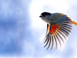 Beautiful Birds In Flight Images Pin By James Robinson On Birds Birds Beautiful Bird Wallpaper Bird Photography Beautiful Birds