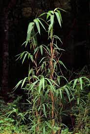 Here we offer the more upright and cold hardy of the ecotypes of this. Arundinaria Gigantea Wikipedia