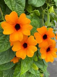 Image result for Thunbergia stelligera
