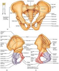 Each innominate bone is composed of three united bones: Fig 7 27 Bones Of The Bony Pelvis Anatomy Bones Human Skeleton Anatomy Pelvis Anatomy
