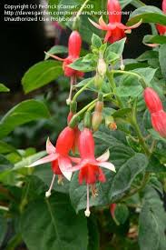 I Love Fuchsias In The Orange Color Family A Little Difficult To Find This Is Chang From Pedrick S Corner Fuchsia Garden Fuchsia Flower Beauty