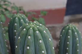 Imagina que llegas a pincharte con las espinas y una de ellas acaba por quedarse prendida en tu piel de manera más o menos superficial. Cactus San Pedro Mescalina Natural
