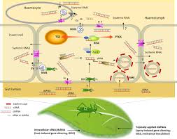 The landlord or the tenant? Rna Based Technologies For Insect Control In Plant Production Sciencedirect