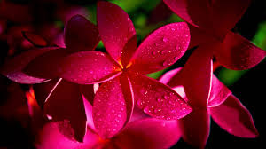 We did not find results for: Wallpapers Hd Flower Group 91
