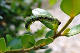 Image result for caterpillar box tree moth inside buxus plant