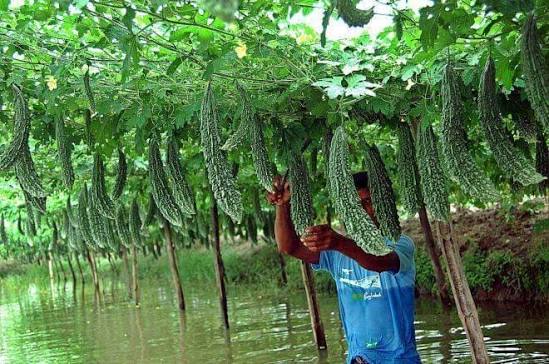 হাওড়ে ও নিচু জলাবদ্ধ পতিত জমিতে ভাসমান বেডে সবজি চাষ