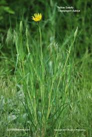 Yellow Salsify Yellow Goatsbeard Western Salsify Wild Oysterplant Tragopogon Dubius Wild Flowers Goats Beard Native Plants