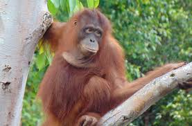 ORANGUTAN FOUNDATION SUCCESS STORIES