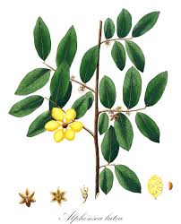 Image result for Annonaceae