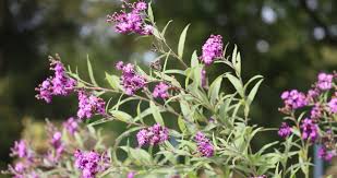 Image result for Vernonia melleri
