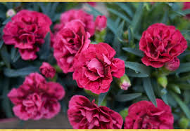 A Guide To Growing Carnations Ftd Com