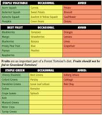 know what fresh food is okay for your tortoise to eat